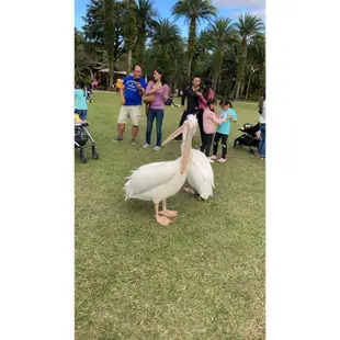 小叮噹/綠世界生態農場門票全票（限桃園區永安路面交）