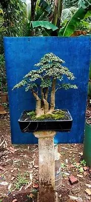 Actual plant Bonsai Streblus asper bonsai tree bonsai raff style contest