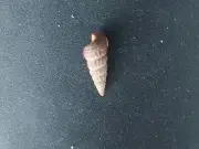 #0045 Cerithium Californicus, Colorado Lagoon California, 28.2mm Sea snail shell