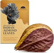 Premium Indian Almond Leaves. Aquarium Decorations Size 6-9" Pack 25 Leaves. Catappa Leaves Rich in Tannin.