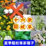 💯【免運大促銷】【十六款驅蚊草種子】驅蚊草種子 迷迭香 羅勒 艾草 香茅 豬籠草種子 薄荷 香料 盆栽地栽 庭院陽台種植