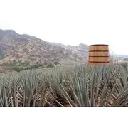 Save 20.00%! Horseback Riding among Agaves and Food: Experience the Morning in Amatitan