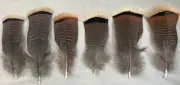 12 Grade #1 Rio Grande Wild Turkey Pre-Tail Skirt Feathers “Small”