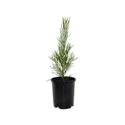 140mm Gossamer Wattle - Acacia floribunda