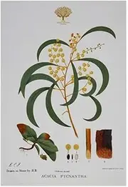 Maxwell & Williams Royal Botanic Gardens Australian Botanics Tea Towel 50x70cm Wattle