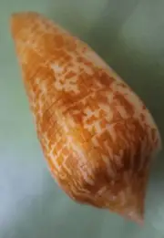 conus armadillo 67mm caught in siargao isalnd EP July 260 2022