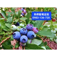 在飛比找蝦皮購物優惠-【大果熱帶藍莓】盆栽 4年樹齡 水果苗 黑莓 覆盆子 覆盆莓