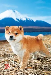 在飛比找Yahoo!奇摩拍賣優惠-缺 日本拼圖．狗 柴犬 富士山 150片拼圖，74-162