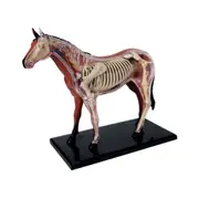 Animal Anatomy Model 4d Horse Intelligence Assembling Toy Teaching Anatomy Model Diy Appliances Photo Color