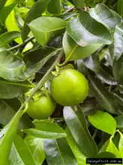 Black Sapote Ricks Late Tree in Australia (Diospyros digyna)