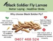 Black Soldier Fly Larvae Dried - Fat, Calcium & Protein Rich 4 Chickens, Reptile