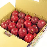 【鮮果日誌】埔里原生種百香果 4公斤禮盒裝