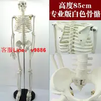 在飛比找樂天市場購物網優惠-【最低價】【公司貨】85cm小白色人體骨骼模型全身骨架成人小