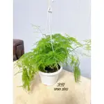 ｛英宏｝室內植物 文竹6寸 植物中的君子 淨化空氣 節節高升