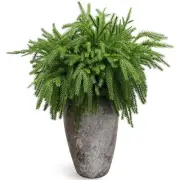 8PCS 18.5 inches Christmas Norfolk Pine Branches, Artificial Norfolk Pine Bra...