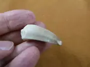 (DF233-156) 1-3/8" Fossil MOSASAURUS Dinosaur tooth Mosasaur dig fossil teeth