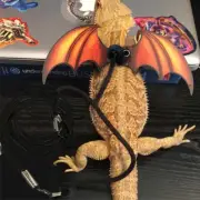 Bearded Dragon Lizard Reptile Leash Harness Set Clothes Small Animals Orange