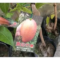 在飛比找Yahoo!奇摩拍賣優惠-一禪種苗園-抗病力強香甜可口{貴妃芒果-嫁接苗}水果苗-4吋