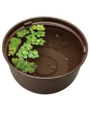 Gex Medaka bowl pot Storm drainage 14.5in 20oz 3gal Resin Brown Japan killifish