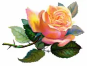 Vintage Image Shabby Single Yellow Salmon Peach Rose Waterslide Decals FL348
