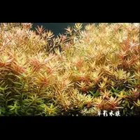 在飛比找蝦皮購物優惠-【AC草影】紅宮廷（水上葉）【二十株】主景水草 後景水草 紅