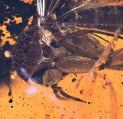 Super Detailed Mycetophilidae (Fungus Gnat), Fossil Inclusion in Baltic Amber