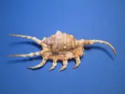 Lambis scorpius (Linnaeus,1758) "BEAUTIFUL!" (138.9mm)