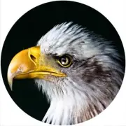 Slipmat Slip Mat for Dual or any 12" DJ Turntable Record Player BALD EAGLE 1 New