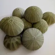 10 x green sea urchins. Beach home coastal decor. Collectors. Art sea shell