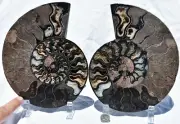 Large Black Ammonite PAIR Deep Crystal 110myo FOSSIL XL 205mm 8.2" 3181uo