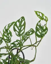 Monstera Adansonii (Regular)
