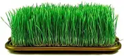 Wheatgrass 250+ Seeds Home Gardening Plant Seeds