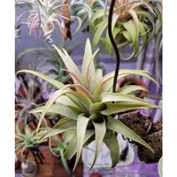 在飛比找蝦皮購物優惠-【瘋鳳】空氣鳳梨 卡比他他 銀玫瑰 Tillandsia c