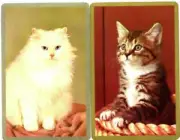 BEAUTIFUL FLUFFY WHITE CAT AND KITTEN SWAP CARD PAIR BRAND NEW CONDITION