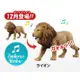 【豬寶樂園】現貨 絕版 日版 TAKARA TOMY アニア 多美動物 SA-01 獅子 動物 聲音 盒玩 模型 公仔