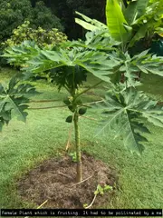 Buy Papaya Richter Gold Fruit Trees [PawPaw Paw Paw] (Carica papaya)