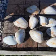 New England Medium Clam Shells (15) Revere Beach Ma.