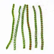 Model Grass Model Mixed Mixed Flower Model Grass Static Grass Static Grass Tufts