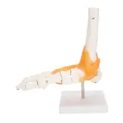 1:1 Human Foot Ankle Bone Skeleton Structure Model Foot Joint Model With Lig HR6
