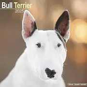 Bull Terrier Calendar 2025 Square Dog Breed Wall Calendar - 16 Month