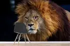 3D Lion Portrait Wallpaper Wall Mural Removable Self-adhesive 291