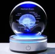 Enjinkail Brain Gifts for Neurologist, Laser Ethced Human Brain Anatomical Model