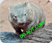 Wombat Mouse Pad (7.75" x 9.25" Mousepad)