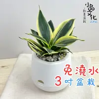 在飛比找蝦皮商城優惠-【小品文化】金邊虎尾蘭【現貨】3吋雪胖免澆水盆栽 室內植物 