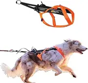 Non-stop dogwear Freemotion Harness 5.0 Dog Pulling Harness for Sports Like Running, Biking and Skiing with Dogs, Professional Adjustable Dog Harness, Orange/Black, Size 6