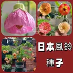 🎉【限時搶購】日本風鈴花種子/好運花/風鈴草種子/懸鈴花種子/新手易種植/全年開花爆盆/鮭魚風鈴花/盆栽風鈴花 金鈴花籽