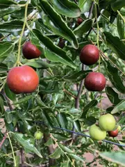 Buy Jujube - Honey Jar Fruit Trees in Australia (Ziziphus jujuba)
