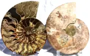 Large Ammonite Pair Multi Color Crystals XXLG 203mm 110myo FOSSIL 8.0" 2657yy