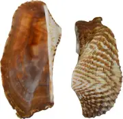 Turkey Wing Shell Assorted Craft Seashells 2-2.5" (1 Gallon)