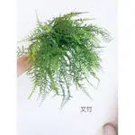 【☆芳馨花園☆】仿真文竹花束【C11205】綠化植生牆櫥窗佈置實品屋造景會場佈置花藝設計等